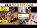 Агент МЕХподдержки ))) Приколы с котами | Мемозг 1253