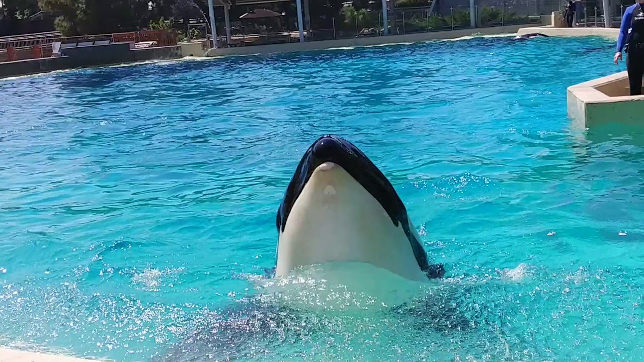 Feeding Orca - YouTube