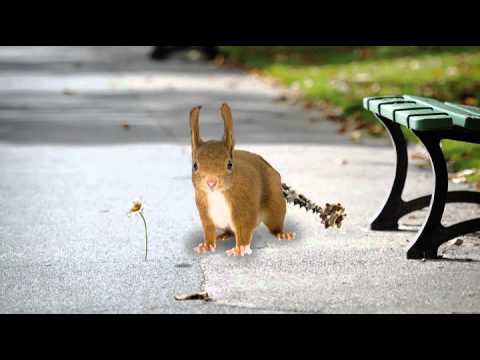 Charlie's Mutation Maker: Squirrel -- Stage 2