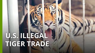 The Hidden Scale Of U.s. Illegal Tiger Trade