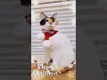 Merry Christmas 🎄 😺