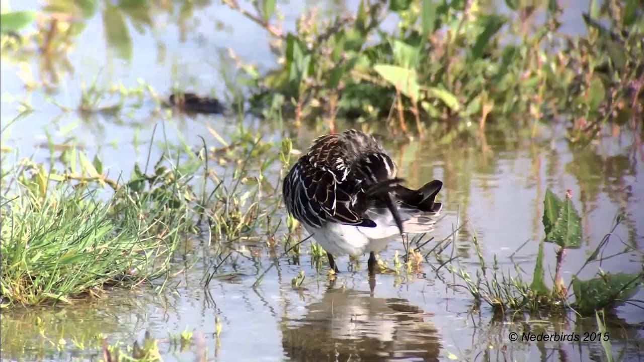 Breedbekstrandloper / Broad-billed Sandpiper / Limicola falcinellus
