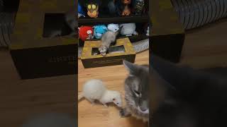 Lots Of Mini Chaos Today