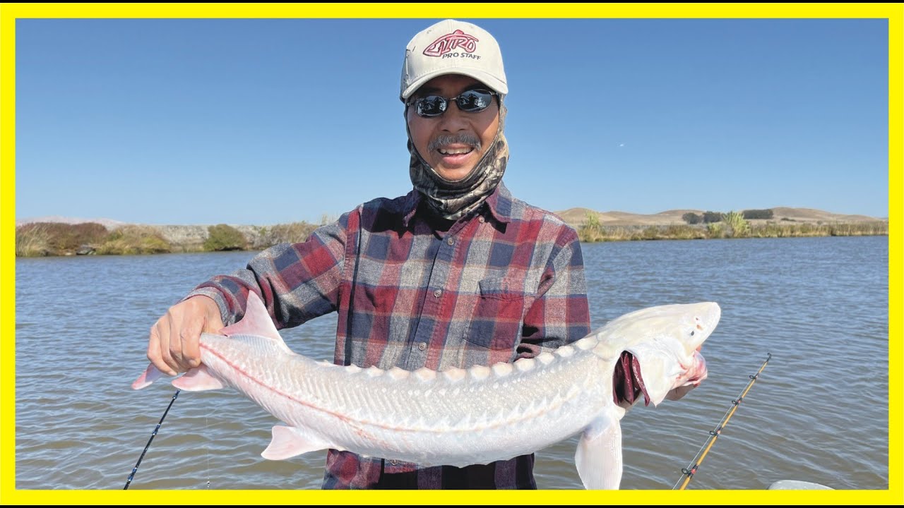 STURGEON FISH In The California Delta A Day of Missed Bites! YouTube