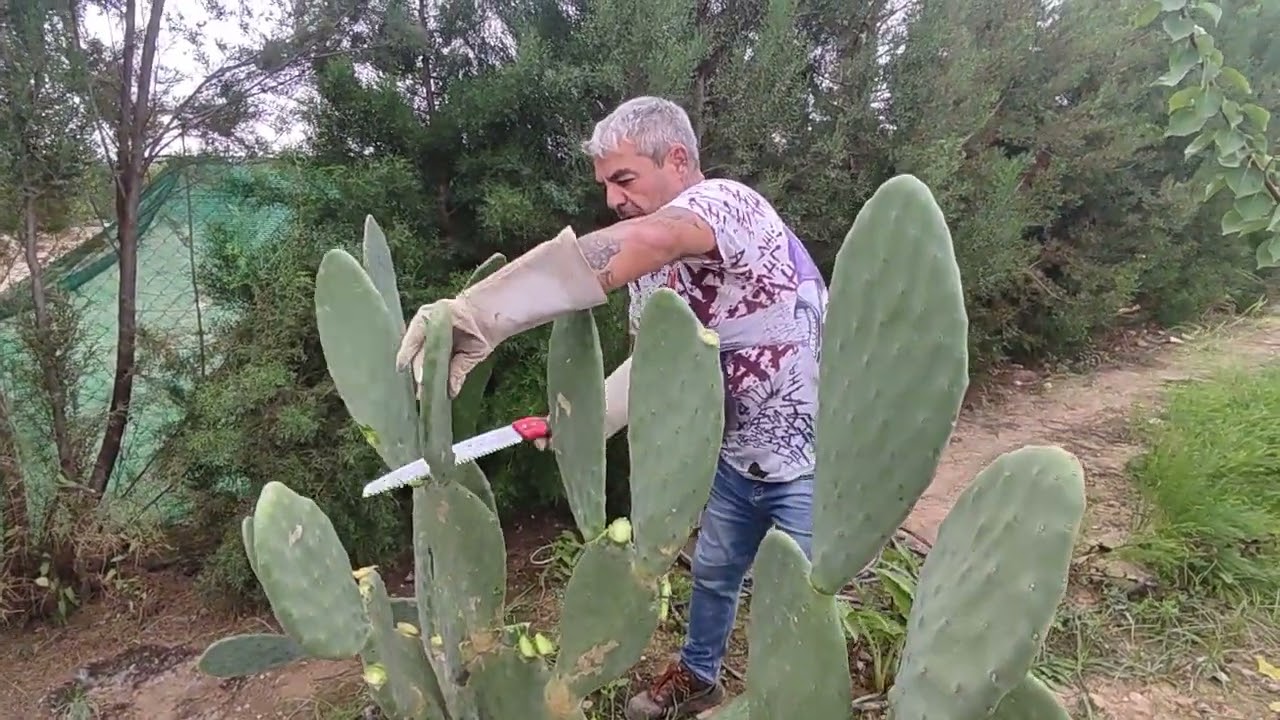 Poda de la Chumbera, palera o Nopal.
