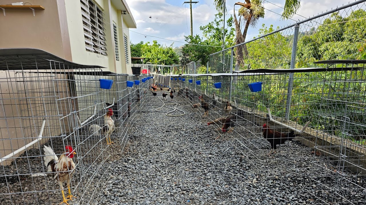 23 Pollos ya en Jaula de Mas de 150 Machos que Ahi