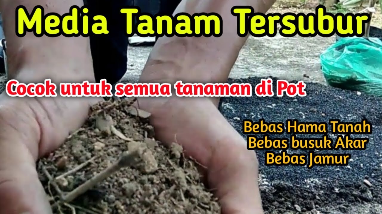 Media tanam terbaik untuk Bibit DURIAN - CEPAT BESAR, CEPAT BERBUAH❗Teknik Pindah Polybag