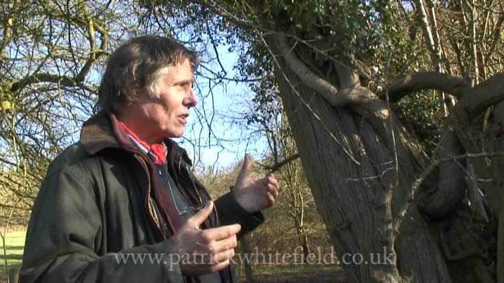 Tree Identification Walk Part 2