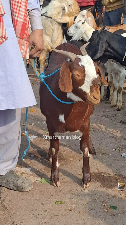 60 kg ka natiya barbari Bakra for sale Nimbu Park Bakra mandi#shorts