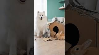 Who Destroyed The Cardboard House Mystery