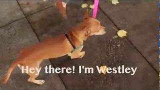 WESTLEY-ADOPT A DOG FROM THE PIXIE PROJECT!!