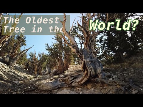 Video: Dov'è il pino bristlecone del Great Basin?