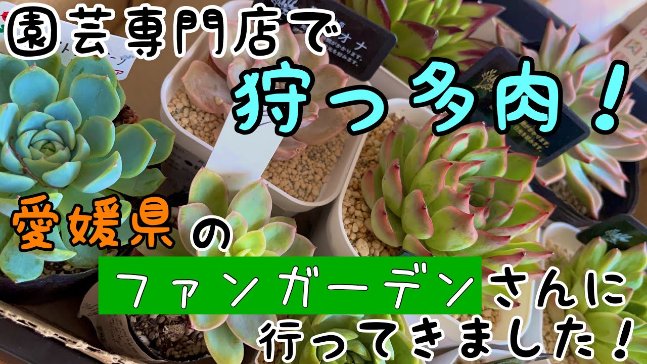 Hunting succulents series! I went to Fun Garden in Ehime