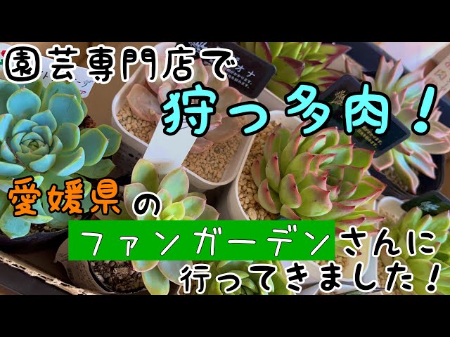 Hunting succulents series! I went to Fun Garden in Ehime