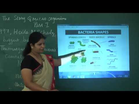 SCTS | 8th Class | Biology | Story of micro organisms part-I | Kinds of Bacteria (00002_x264_018)