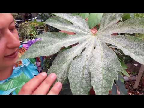 Video: Informazioni sulla pianta di Fatsia - Come coltivare e prendersi cura della pianta di Aralia giapponese