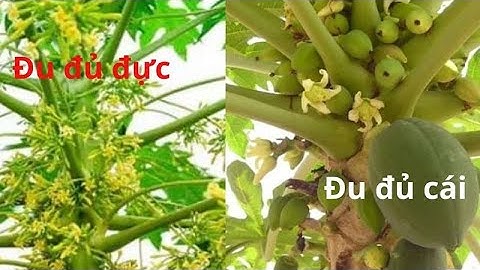 🥭 Mẹo Chọn Hạt Đu Đủ Đực – Đu Đủ Cái, Phân Biệt Thế Nào? Và Câu Chuyện Gây Bất Ngờ!