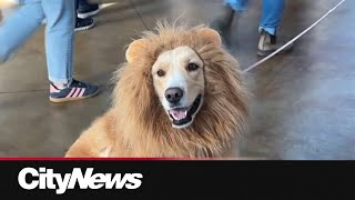 Edmonton’s Howl-O-Ween offers family fun and pet safety education