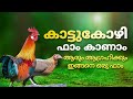 life of Red Jungle fowls | കാട്ടുകോഴികൾ വിൽപ്പനയ്ക്ക് 😆 കാട്ടുകോഴി ഫാം | Poultry media