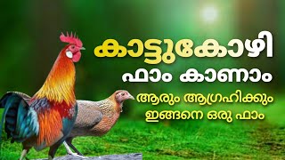 Life Of Red Jungle Fowls കടടകഴകൾ കടടകഴ ഫ Poultry Media