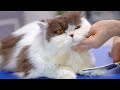 This cat entrusts his whole body to the cat groomer!😻🛁✂️❤️