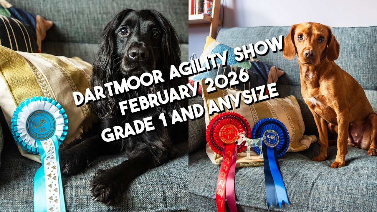 Our Week of Dog Agility - Trying to Crack Weaves & Dartmoor DTC Show