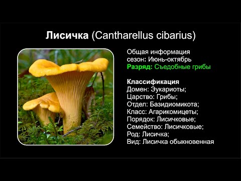 Video: Cantharellus Cibarius Ve Zeytinli Spagetti