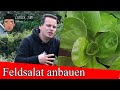 Feldsalat anbauen: Tipps im Herbst Winter und Frühling