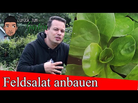 Video: Was ist Feldsalat: Tipps zum Anbau von Feldsalat