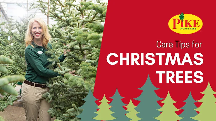 Real Christmas Tree Care Tips