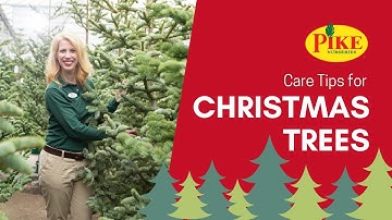 Real Christmas Tree Care Tips