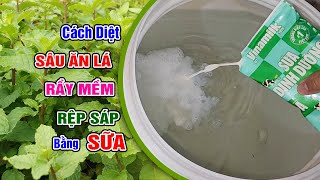 Cách diệt sâu ăn lá rầy mềm rệp sáp bằng sữa vi sinh