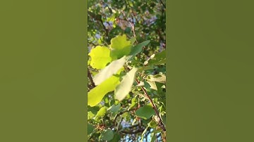 أوائل سورة الأحزاب برواية ورش عن نافع