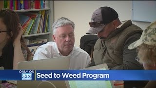 Yolo County Part Of Seed To Weed Tracking Pilot Program For Marijuana In California