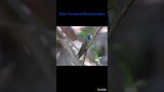 Blue-Throated Mountaingem