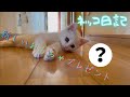 【ネッコ日記6】新しいおもちゃ買ったら反応が可愛すぎた