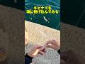 キビナゴを海に投げ込んでみると#釣り#fishing