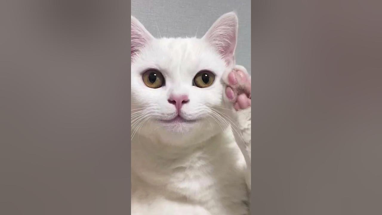 Тиктоки с котами мемами видео Котик #shorts #кот #смешныекоты - YouTube