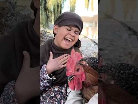 دجاجه انتي يا حبيبة وانا ديچ حنوش وثامرالنسخة الحنشية فرقة الحنانييش Viralvideos Viralvideo