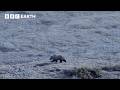 Will This Caribou Herd Survive? | Nature&#39;s Great Migrations | BBC Earth