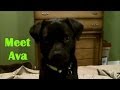 Meet Ava, The Therapy Dog In Training! Meet Ava, The Therapy Dog In Training!