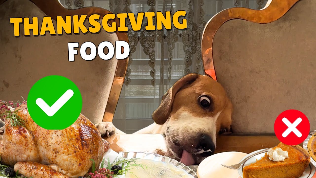 Можно ли биглям есть еду на День благодарения? Список безопасных и опасных продуктов