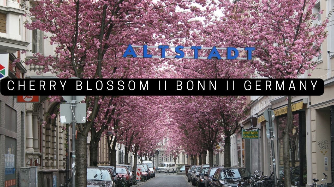 KIRSCHBLÜTE II BONN ALTSTADT II GERMANY II CINEMATIC 4K