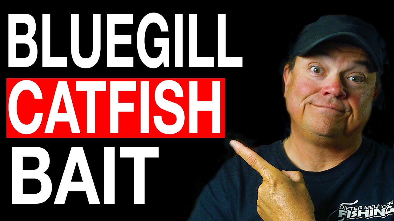 Chasing Down Bluegill for Catfish Bait YouTube