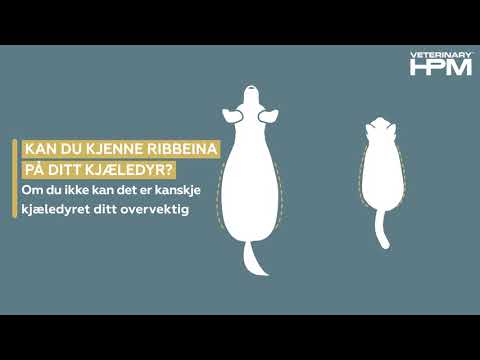 Video: Kaliumtilskudd - Medisiner Og Reseptliste Over Kjæledyr, Hund Og Katt