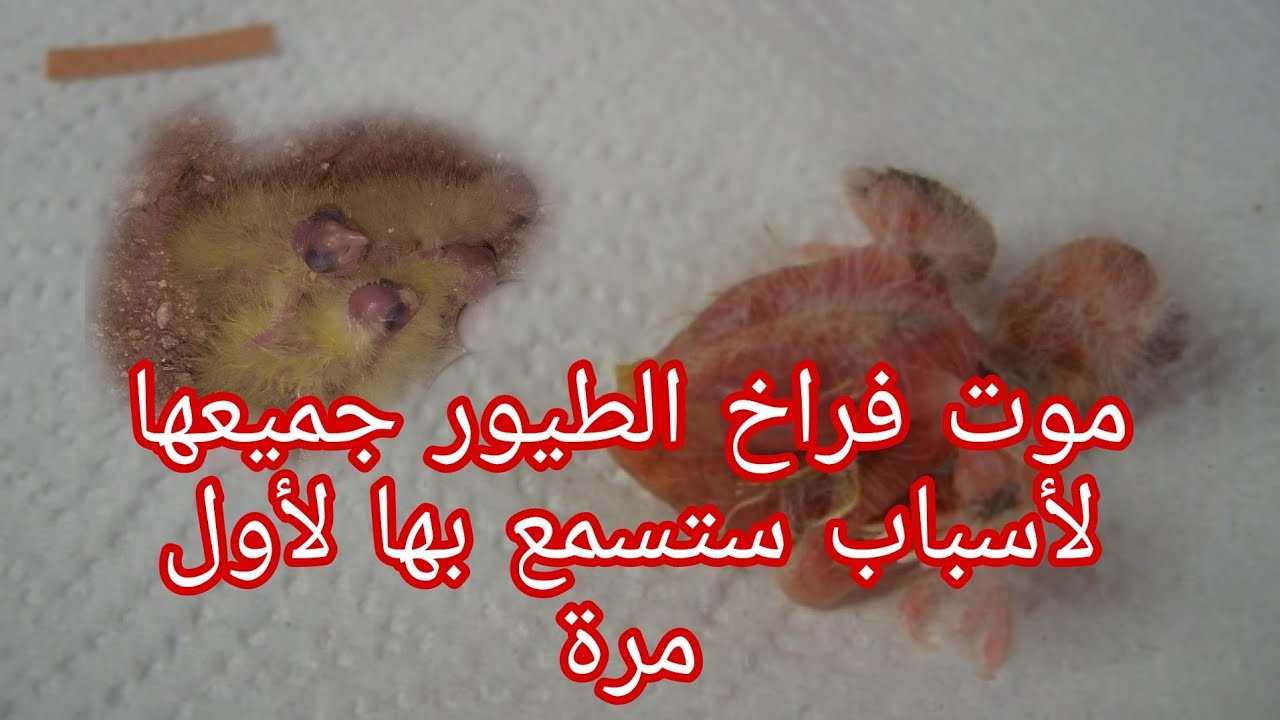 كابوس وكارثة يقع بها مربين الطيور اسباب موت الفراخ من لحظة الفقص والى الفطام