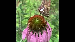 Butterflies of the Blue Ridge Mountains of North Georgia May 2026