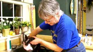 Grooming a Cornish Rex, Part 2 by Teri Thorsteinson 3,658 views 14 years ago 2 minutes, 44 seconds