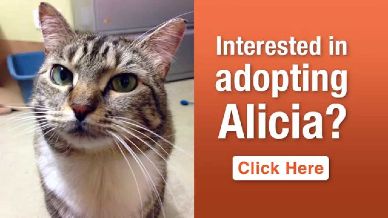 cute cats for sale Alicia, the ASPCA Pet of the Week!