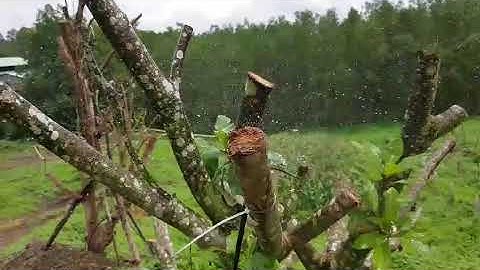 Tưới mai cảnh bằng béc bù áp AQ206PC - Ấn Độ (Việt An Nông)